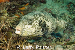 Starry Pufferfish, D70s, Sigma 14mm, liveaboard, Southern... by Larry Polster 